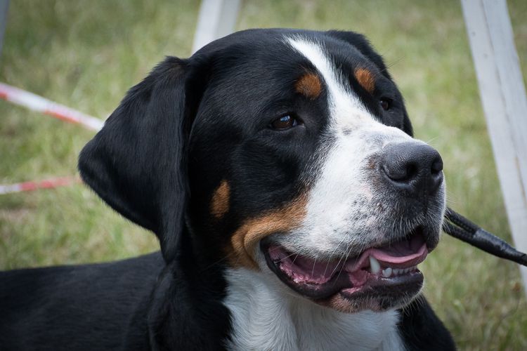 Happy Greater Swiss Mountain Dog