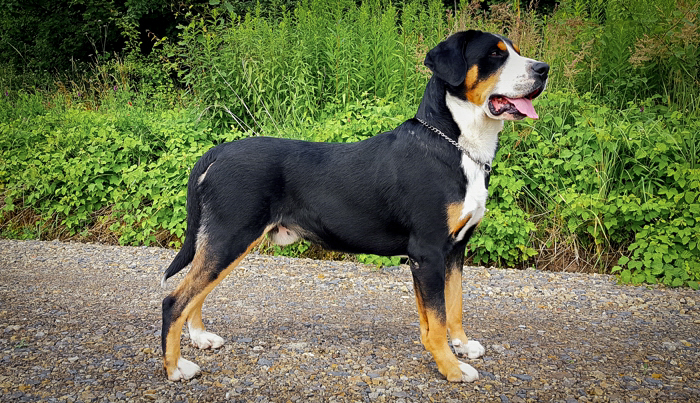 Rayner - Duży Szwajcarski Pies Pasterski