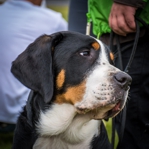 Duży Szwajcarski Pies Pasterski - Gaja
