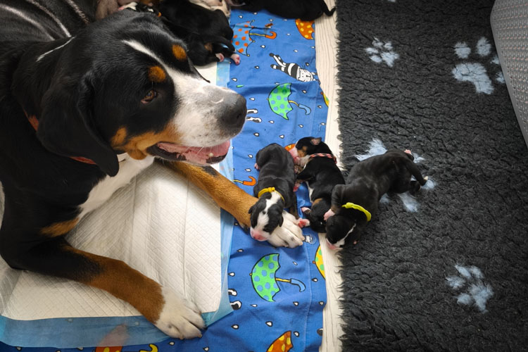 Duży Szwajcarski Pies Pasterski