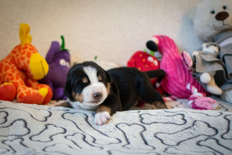 Duży Szwajcarski Pies Pasterski