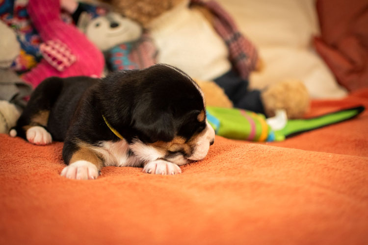 Duży Szwajcarski Pies Pasterski - szczenię