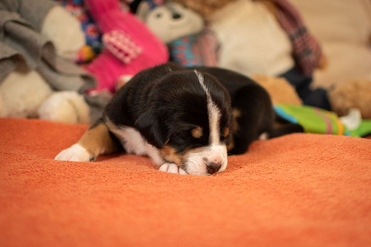 Duży Szwajcarski Pies Pasterski - szczenię