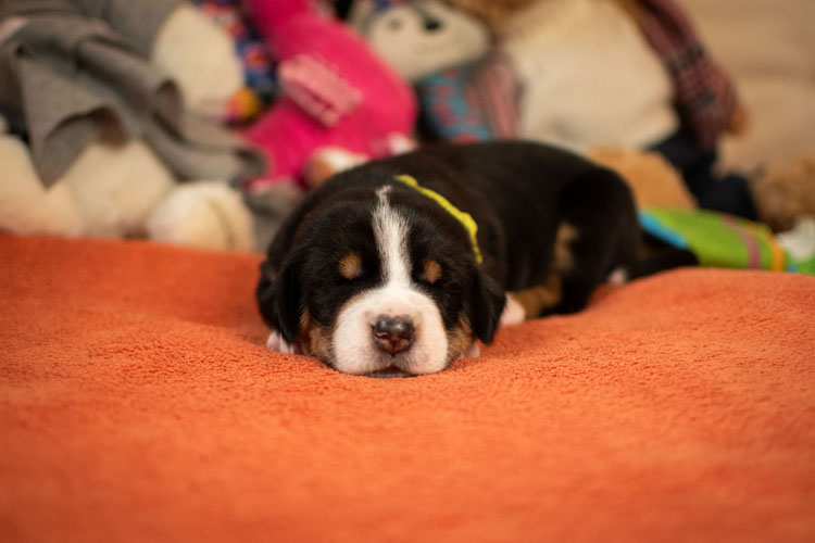 Duży Szwajcarski Pies Pasterski - szczenię