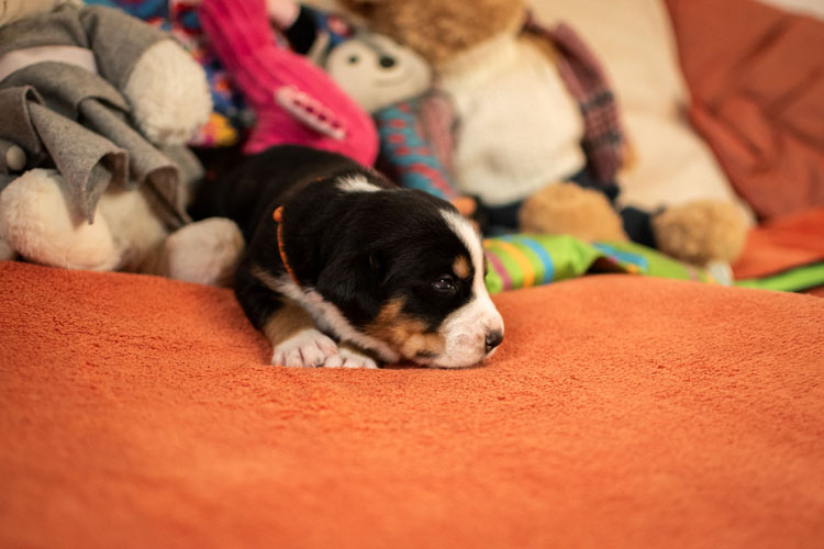 Duży Szwajcarski Pies Pasterski - szczenię