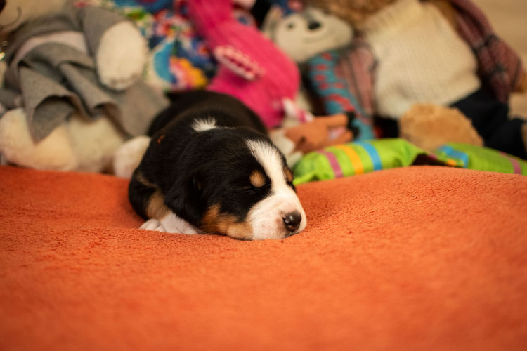 Duży Szwajcarski Pies Pasterski - szczenię