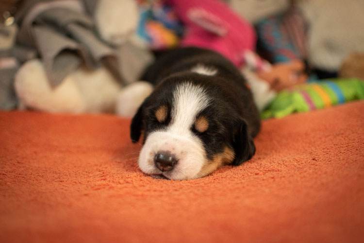 Duży Szwajcarski Pies Pasterski - szczenię