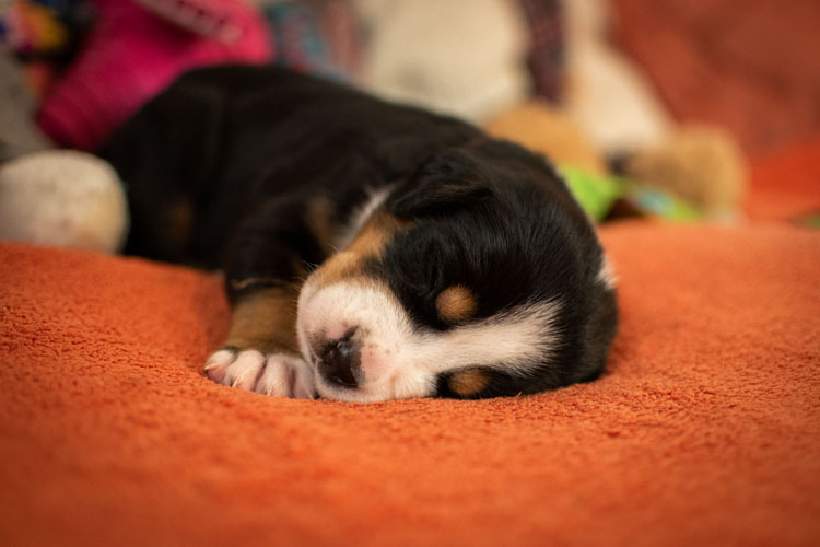 Duży Szwajcarski Pies Pasterski - szczenię