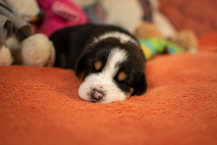 Duży Szwajcarski Pies Pasterski - szczenię