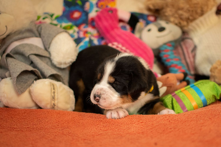 Duży Szwajcarski Pies Pasterski - szczenię