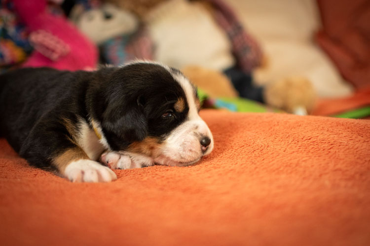 Duży Szwajcarski Pies Pasterski - szczenię