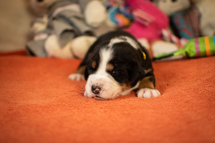 Duży Szwajcarski Pies Pasterski - szczenię