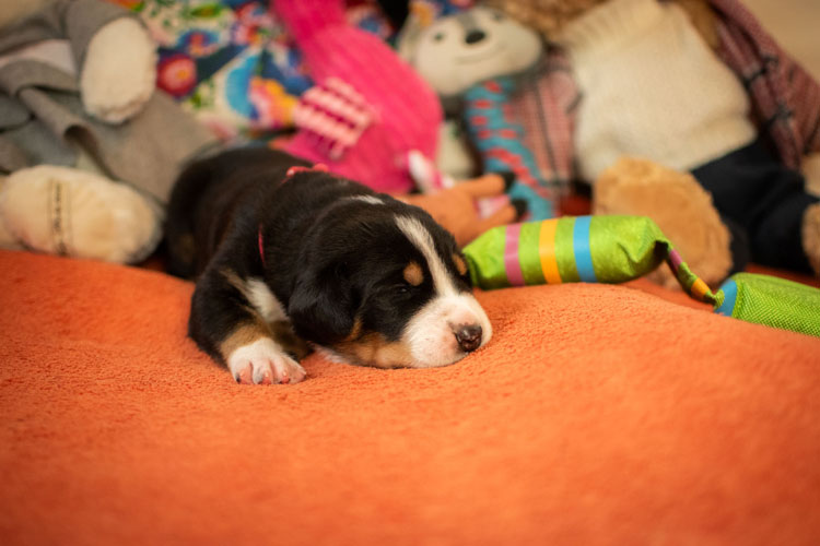 Duży Szwajcarski Pies Pasterski - szczenię