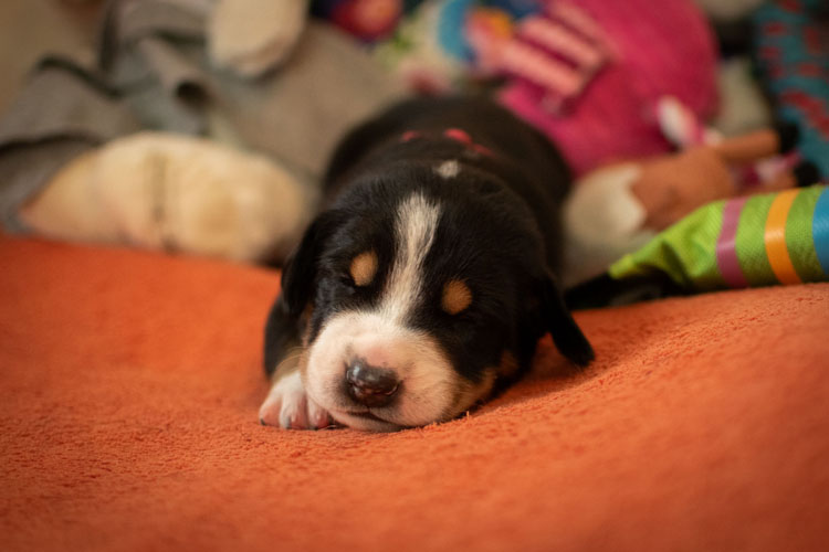 Duży Szwajcarski Pies Pasterski - szczenię