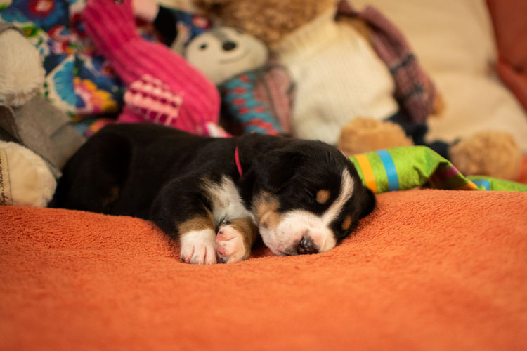 Duży Szwajcarski Pies Pasterski - szczenię