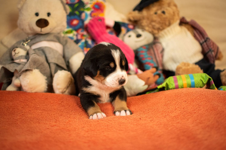 Duży Szwajcarski Pies Pasterski