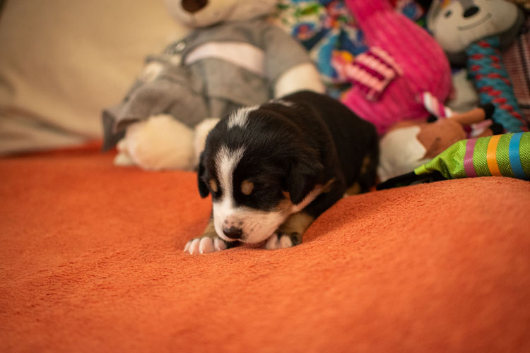 Duży Szwajcarski Pies Pasterski - szczenię