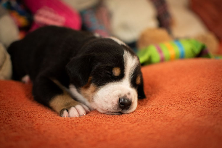 Duży Szwajcarski Pies Pasterski - szczenię