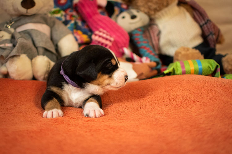 Duży Szwajcarski Pies Pasterski - szczenię