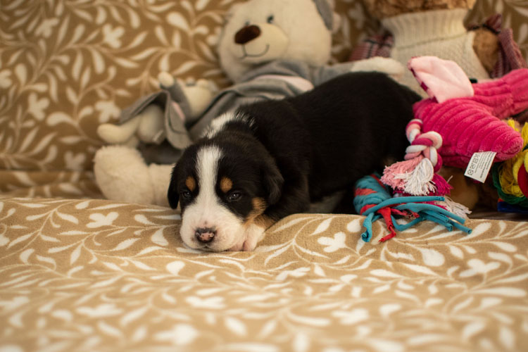 Duży Szwajcarski Pies Pasterski - szczenię