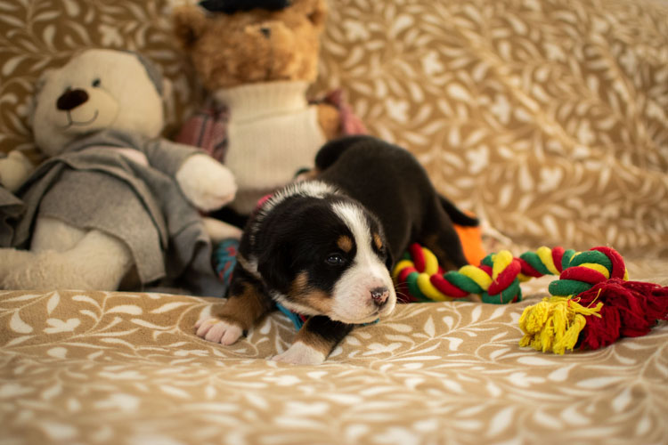 Duży Szwajcarski Pies Pasterski - szczenię