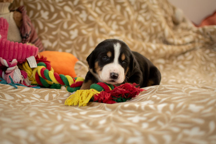 Duży Szwajcarski Pies Pasterski - szczenię