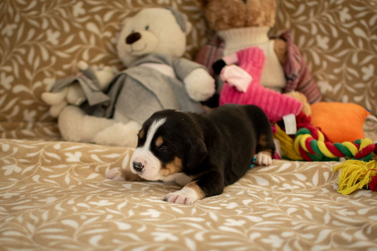 Duży Szwajcarski Pies Pasterski - szczenię