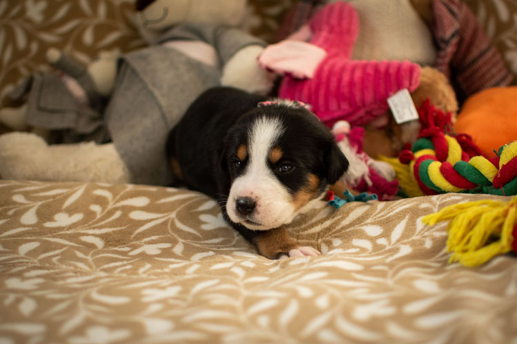 Duży Szwajcarski Pies Pasterski - szczenię