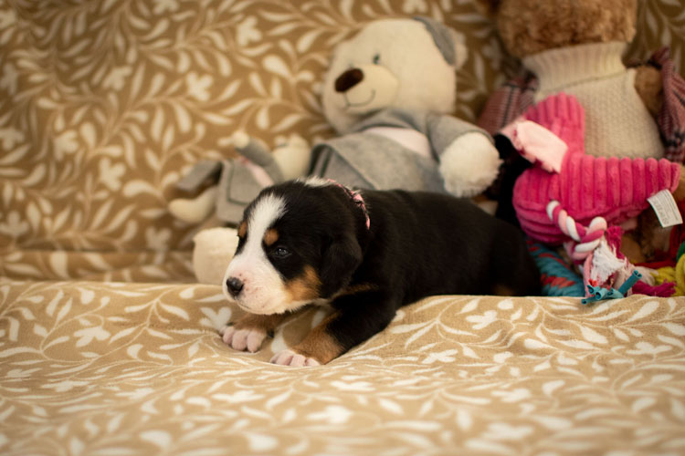 Duży Szwajcarski Pies Pasterski - szczenię