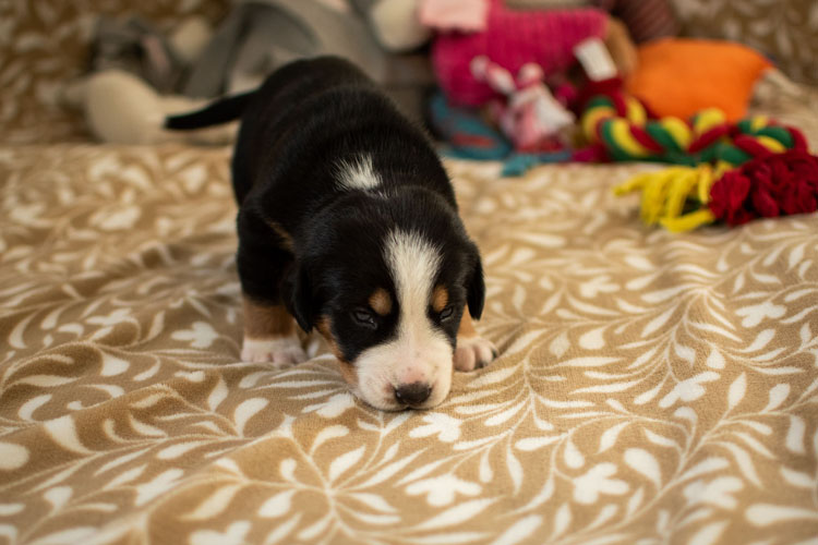 Duży Szwajcarski Pies Pasterski - szczenię