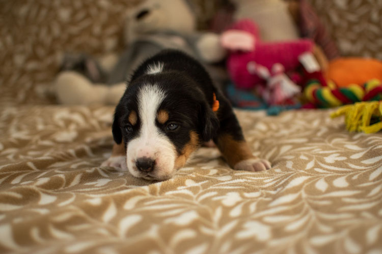 Duży Szwajcarski Pies Pasterski - szczenię