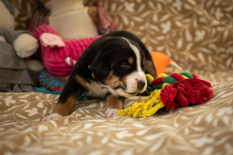 Duży Szwajcarski Pies Pasterski - szczenię