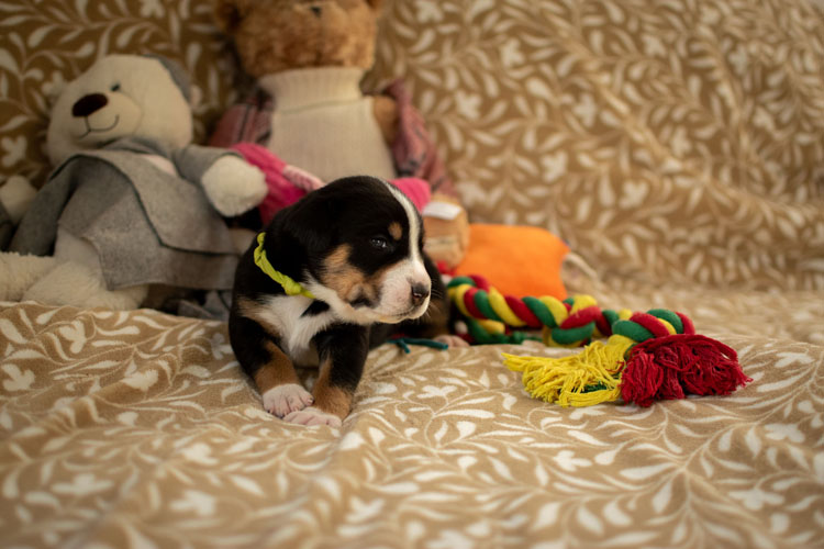 Duży Szwajcarski Pies Pasterski - szczenię