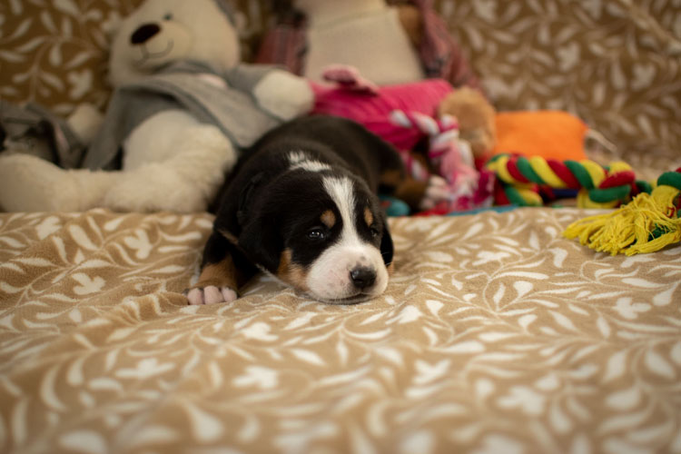 Duży Szwajcarski Pies Pasterski - szczenię