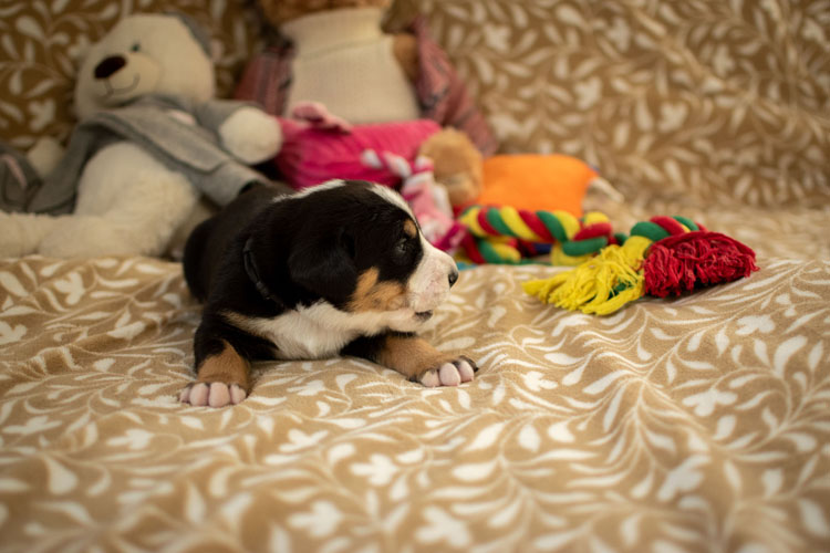 Duży Szwajcarski Pies Pasterski - szczenię