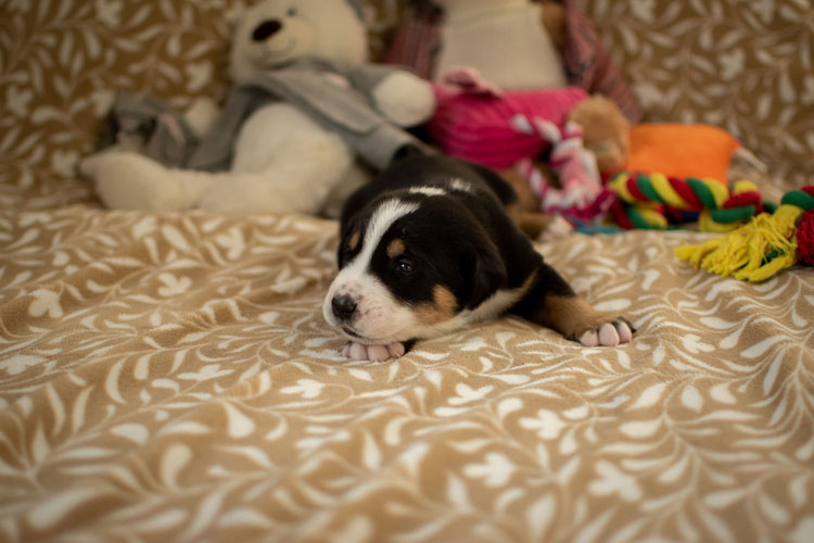 Duży Szwajcarski Pies Pasterski - szczenię