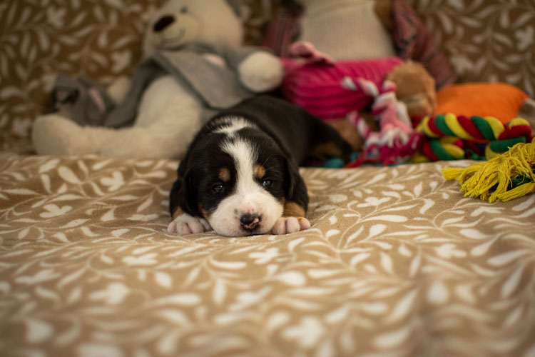 Duży Szwajcarski Pies Pasterski - szczenię