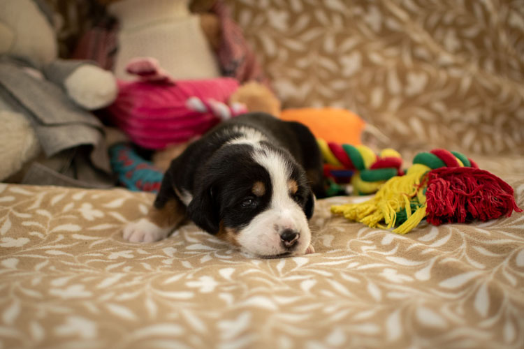 Duży Szwajcarski Pies Pasterski - szczenię