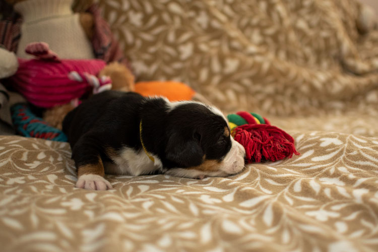 Duży Szwajcarski Pies Pasterski - szczenię