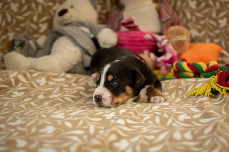 Duży Szwajcarski Pies Pasterski - szczenię