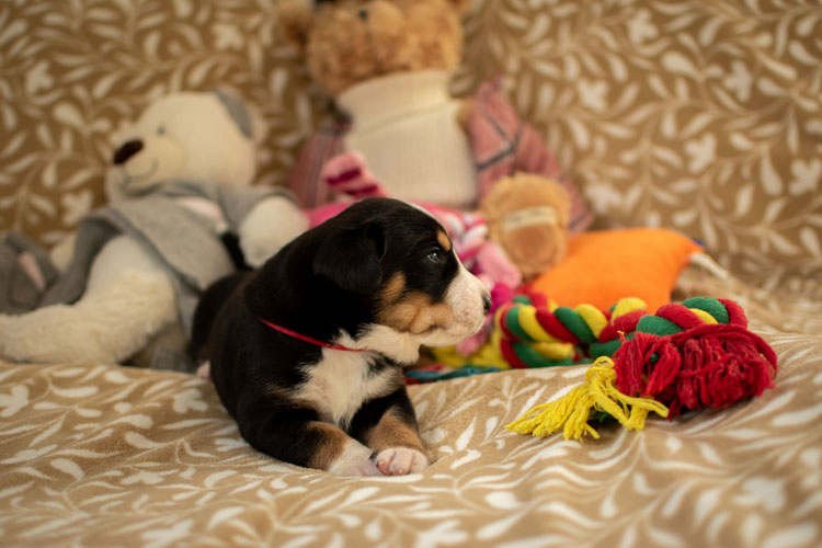 Duży Szwajcarski Pies Pasterski - szczenię