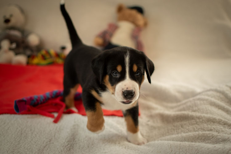 Duży Szwajcarski Pies Pasterski