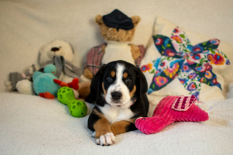 Duży Szwajcarski Pies Pasterski