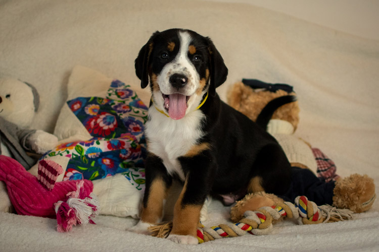 Duży Szwajcarski Pies Pasterski