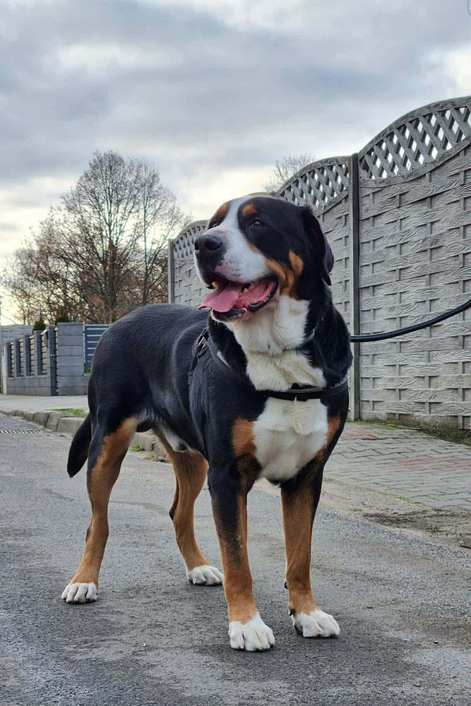 Duży Szwajcarski Pies Pasterski