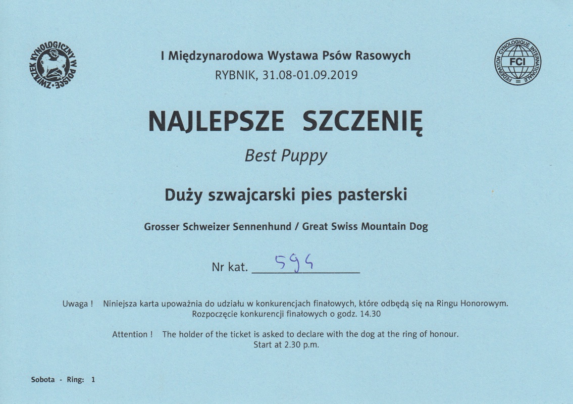 Duży Szwajcarski Pies Pasterski