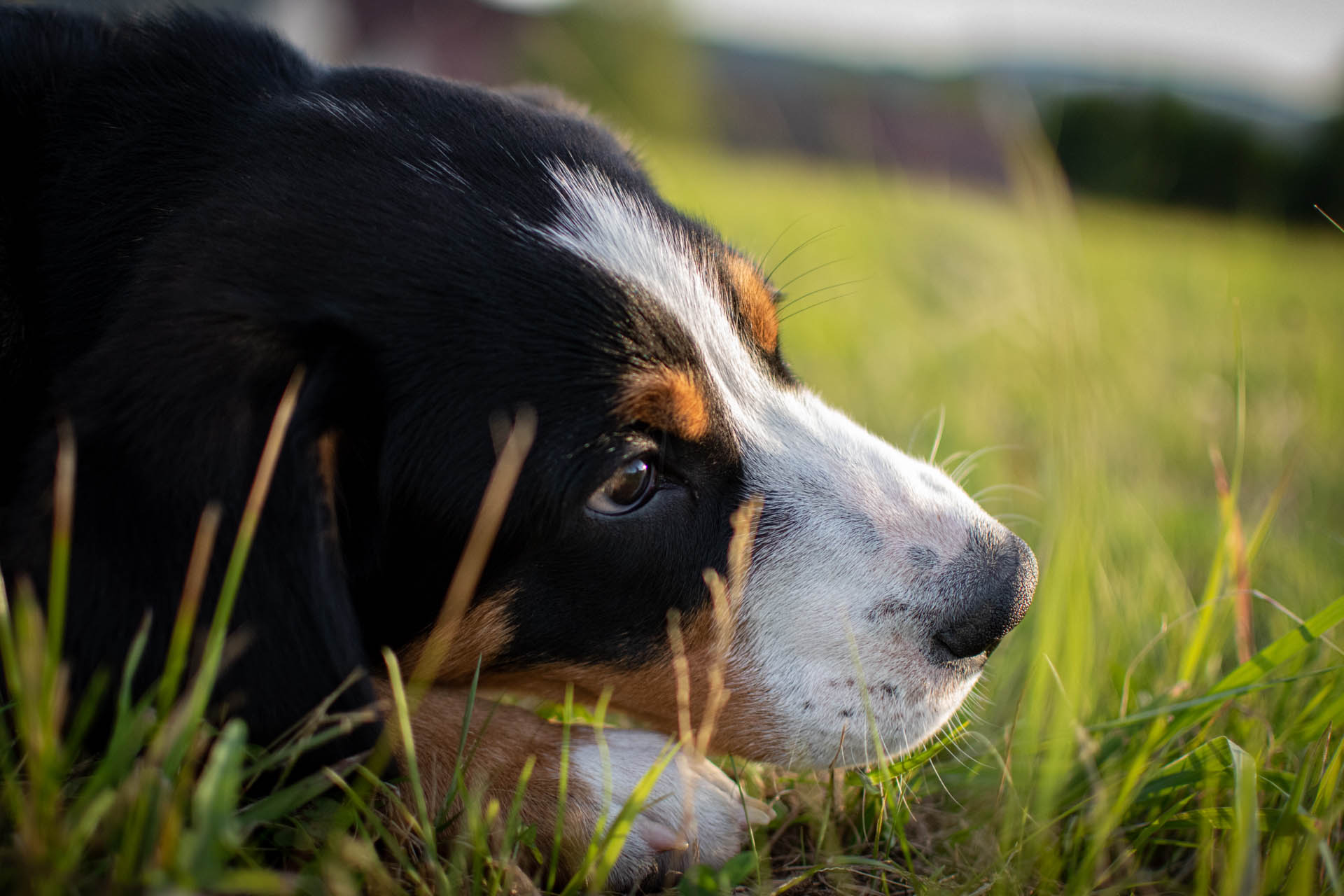 Domowa Hodowla Swiss Folks FCI