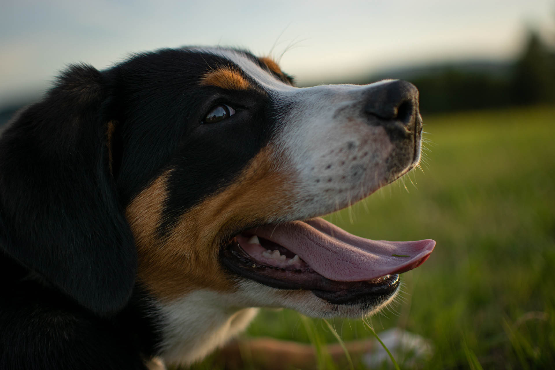 Hodowla Szwajcarski Pies Pasterski
