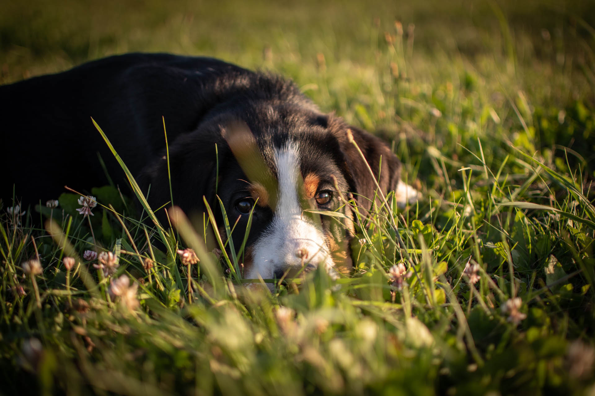 Duży Szwajcarski Pies Pasterski