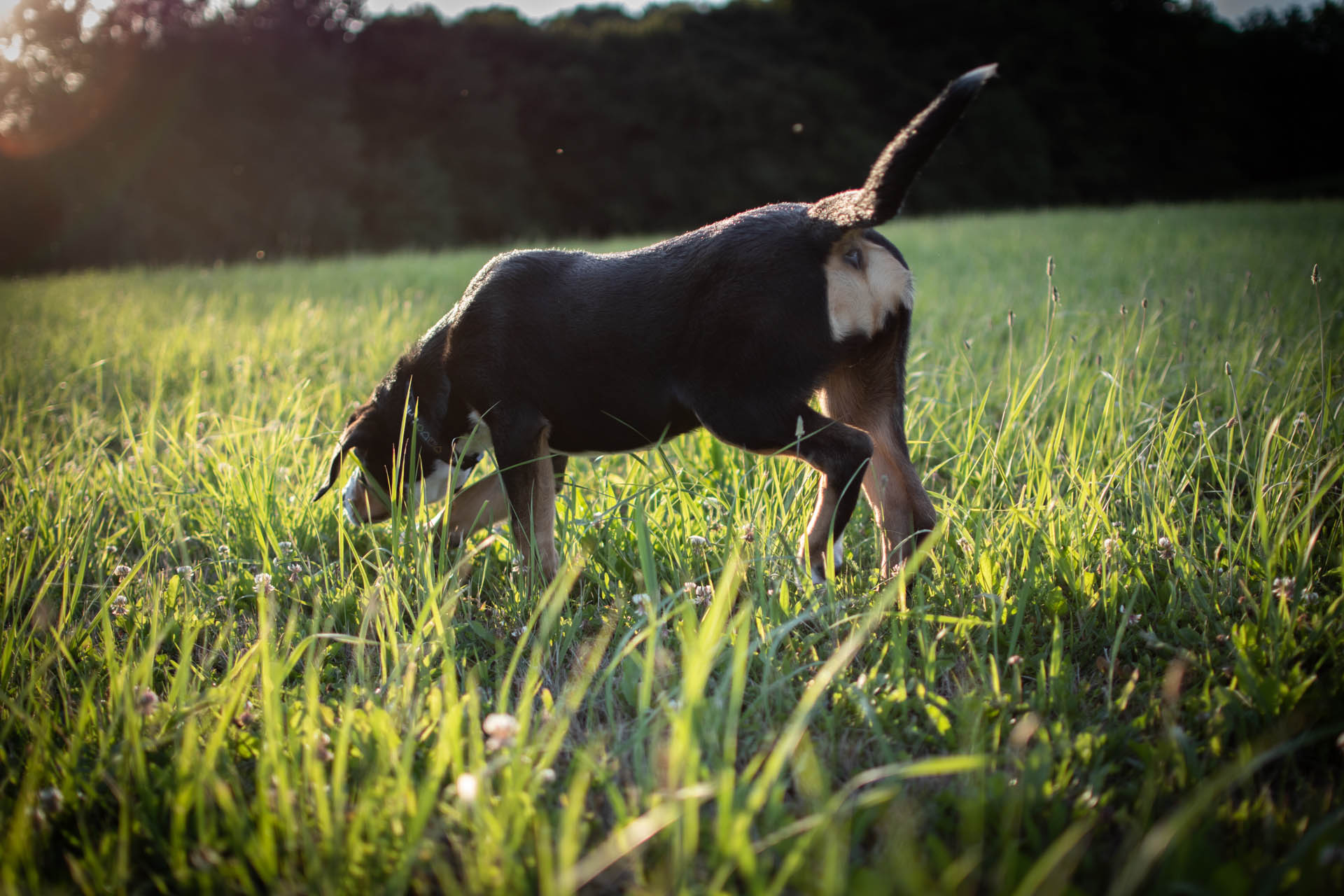 Szwajcarski Pies Pasterski